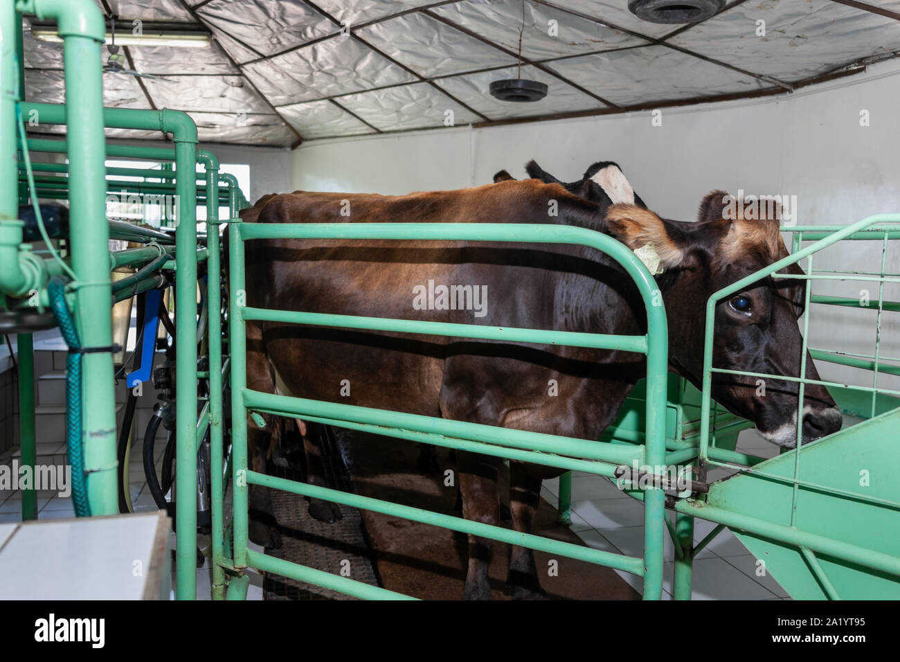 Vacche da latte in una fattoria in Botswana, Africa Foto Stock