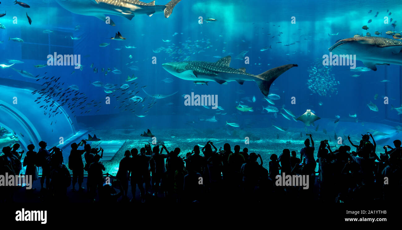 Persone che fanno le foto di Squali Balena in mare Kuroshio serbatoio principale al Churaumi Aquarium. Okinawa, in Giappone Foto Stock