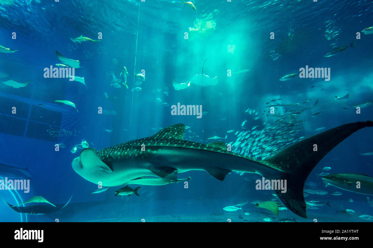 Okinawa, Agosto 01, 2015. Squalo balena (Rhincodon typus) al Churaumi Aquarium, Kuroshio Sea serbatoio principale. Foto Stock