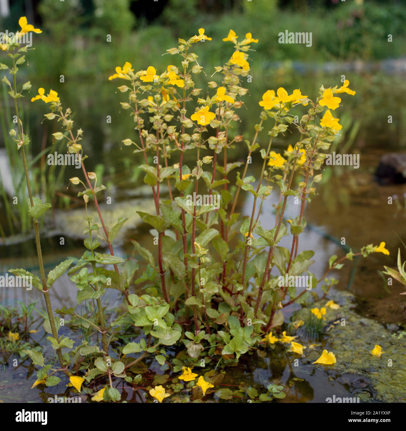 Marsh marigold accanto alla piscina Foto Stock