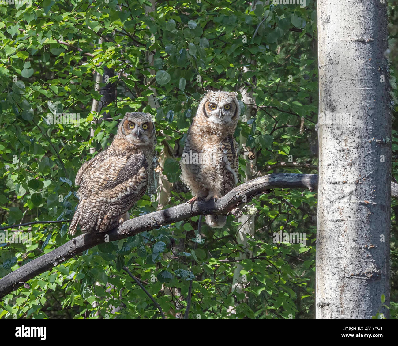 I fratelli Great Horned Owl in fuga Foto Stock