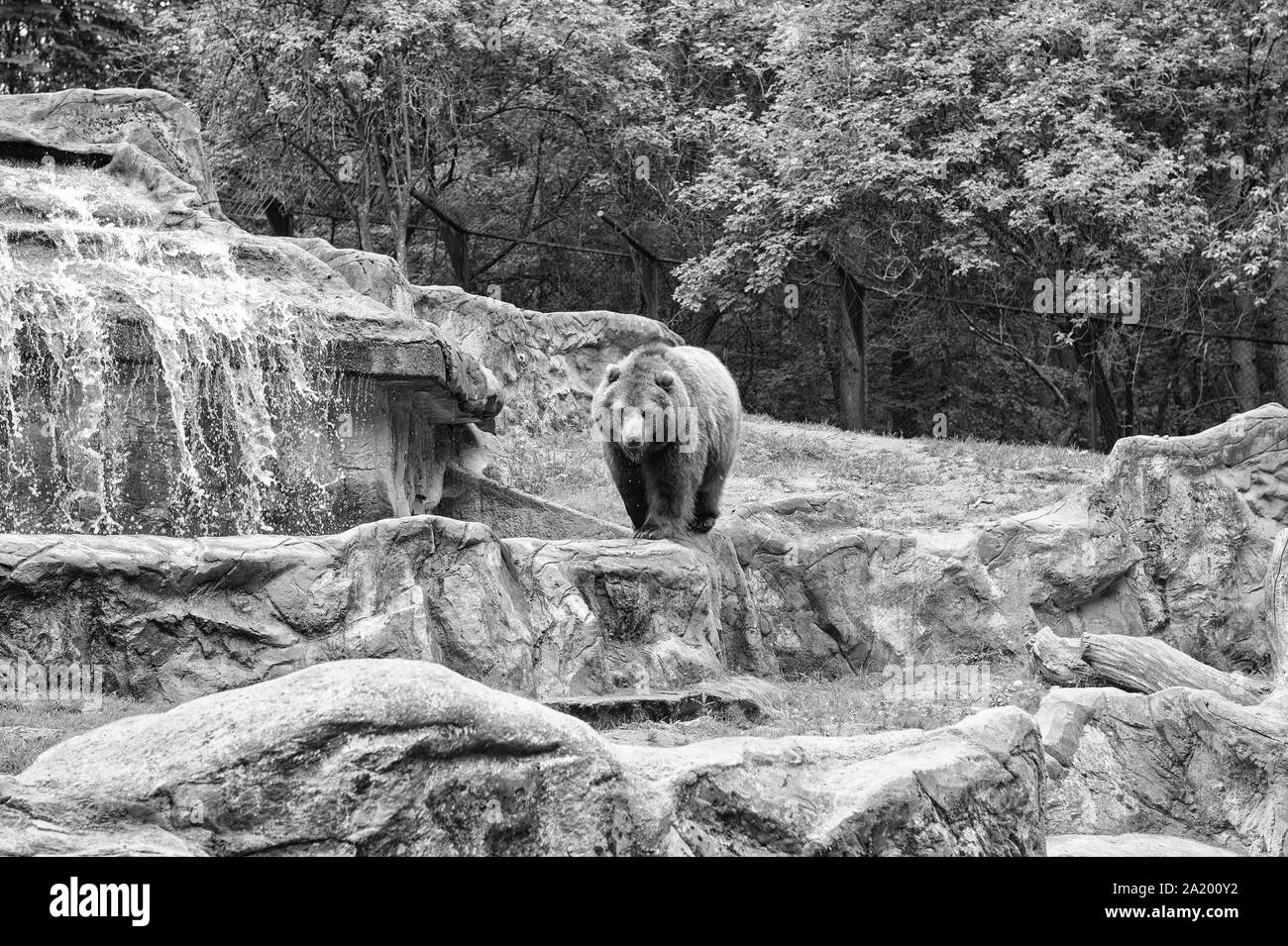 Uno dei più grandi predatori terrestri. Orso selvatico specie. Orso bruno sul paesaggio naturale. Orso o Ursus arctos, predatori di mammifero. Animali selvatici del bear famiglia. Foto Stock