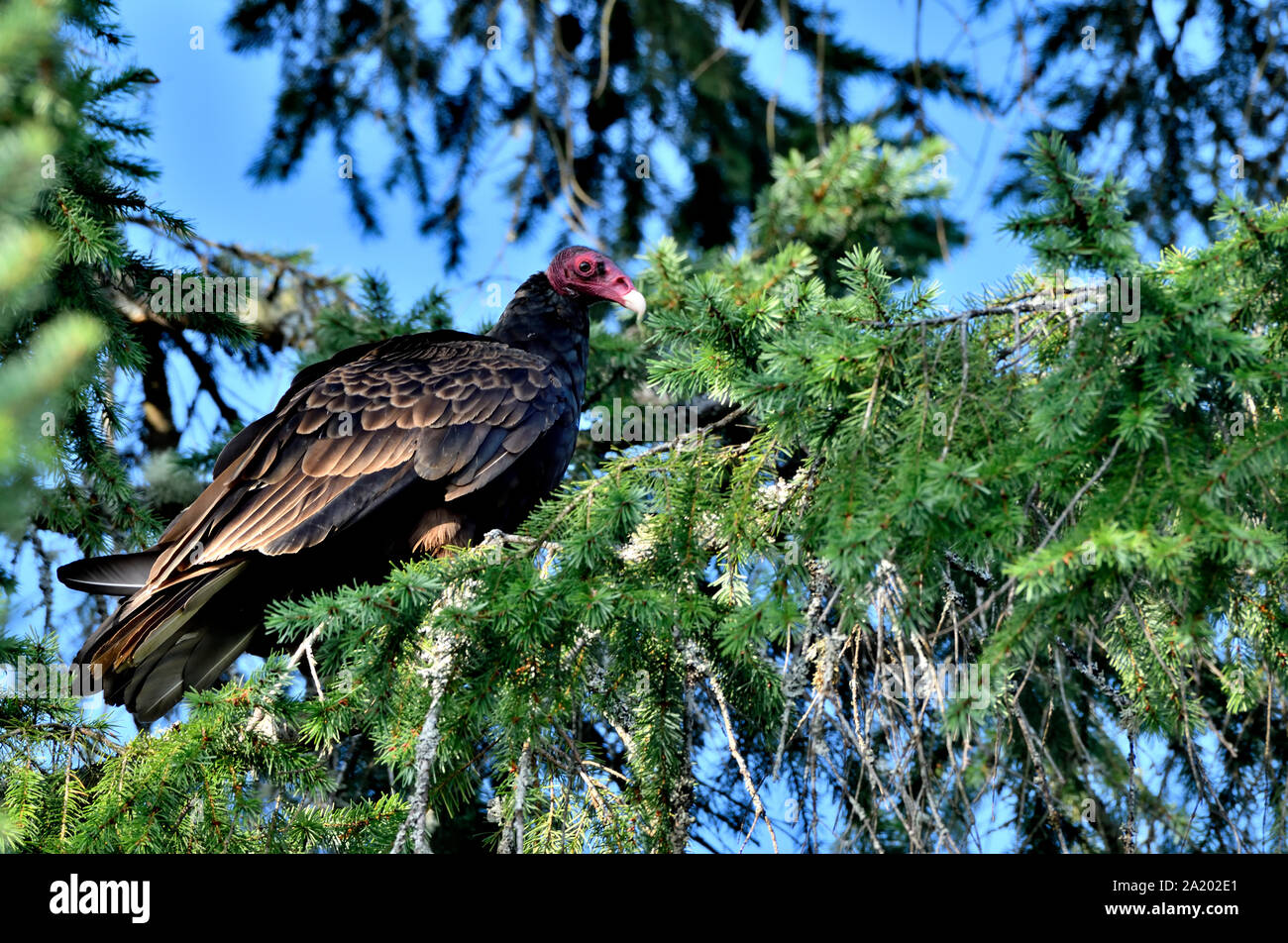 Un Wild Turchia Vulture (Cathartes aura), appollaiato su un ramo di albero lungo la costa dell'isola di Vancouver in British Columbia in Canada. Foto Stock