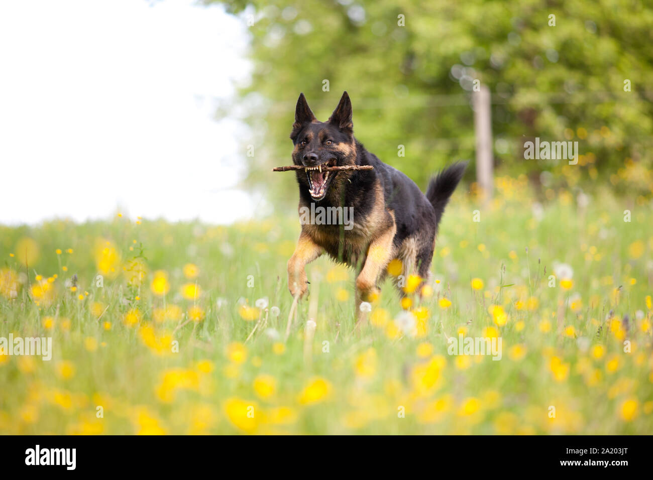 German shepard dog play e riportare in stick Foto Stock