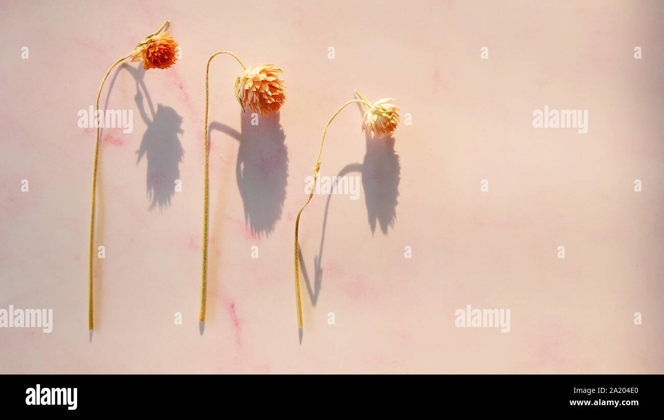 Tre secca ed essiccata globo fiori amaranto disposti fianco a fianco, con le teste dei fiori piegando verso il basso. Foto Stock