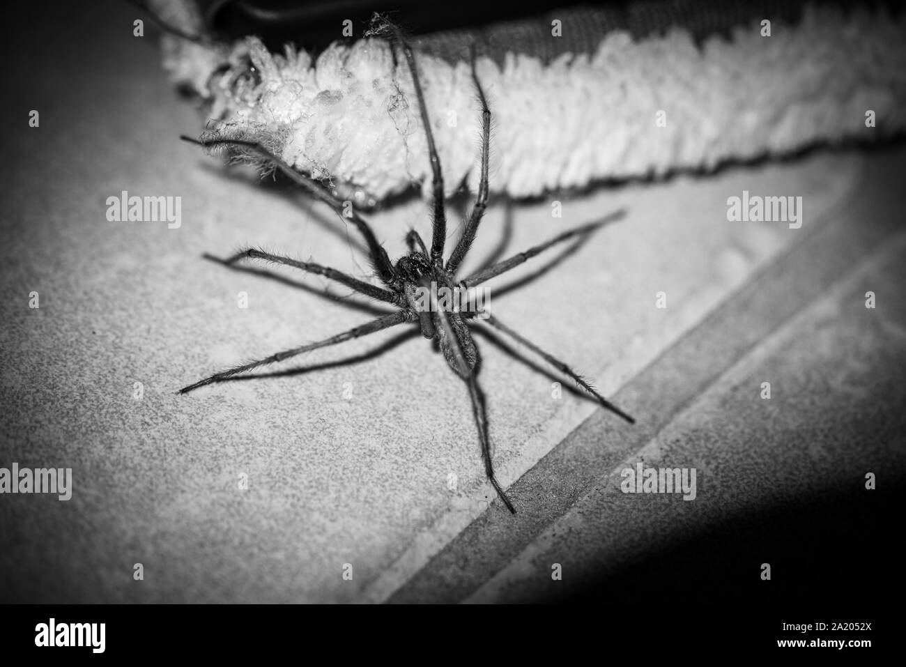 Un ragno di grandi dimensioni con gambe pelose strisciando attraverso il pavimento di un tergicristallo Foto Stock