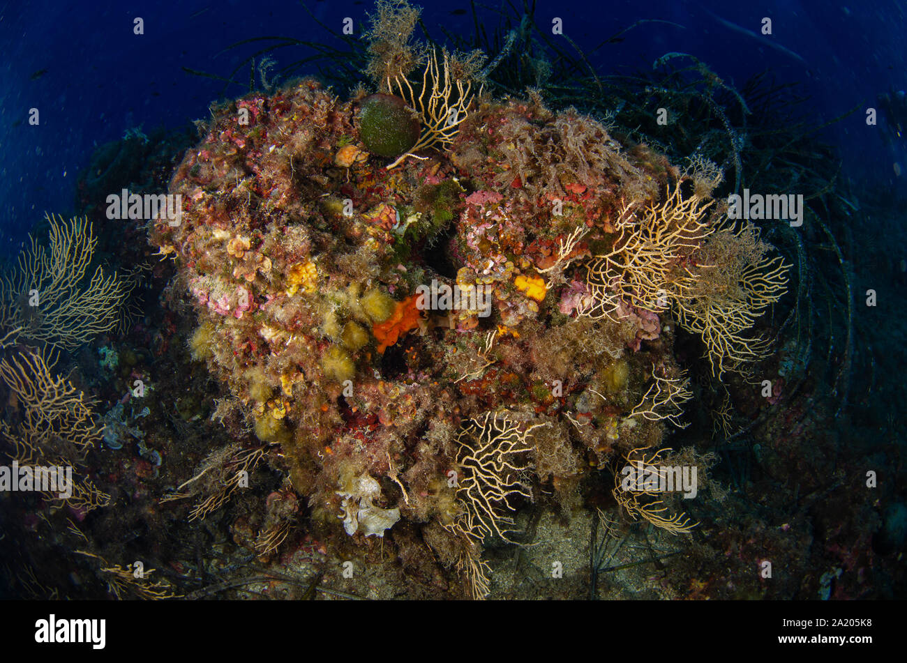 Coralligeno mediterraneo, Tor Paterno Area Marina Protetta, Roma, Lazio, l'Italia, Mare Mediterraneo Foto Stock