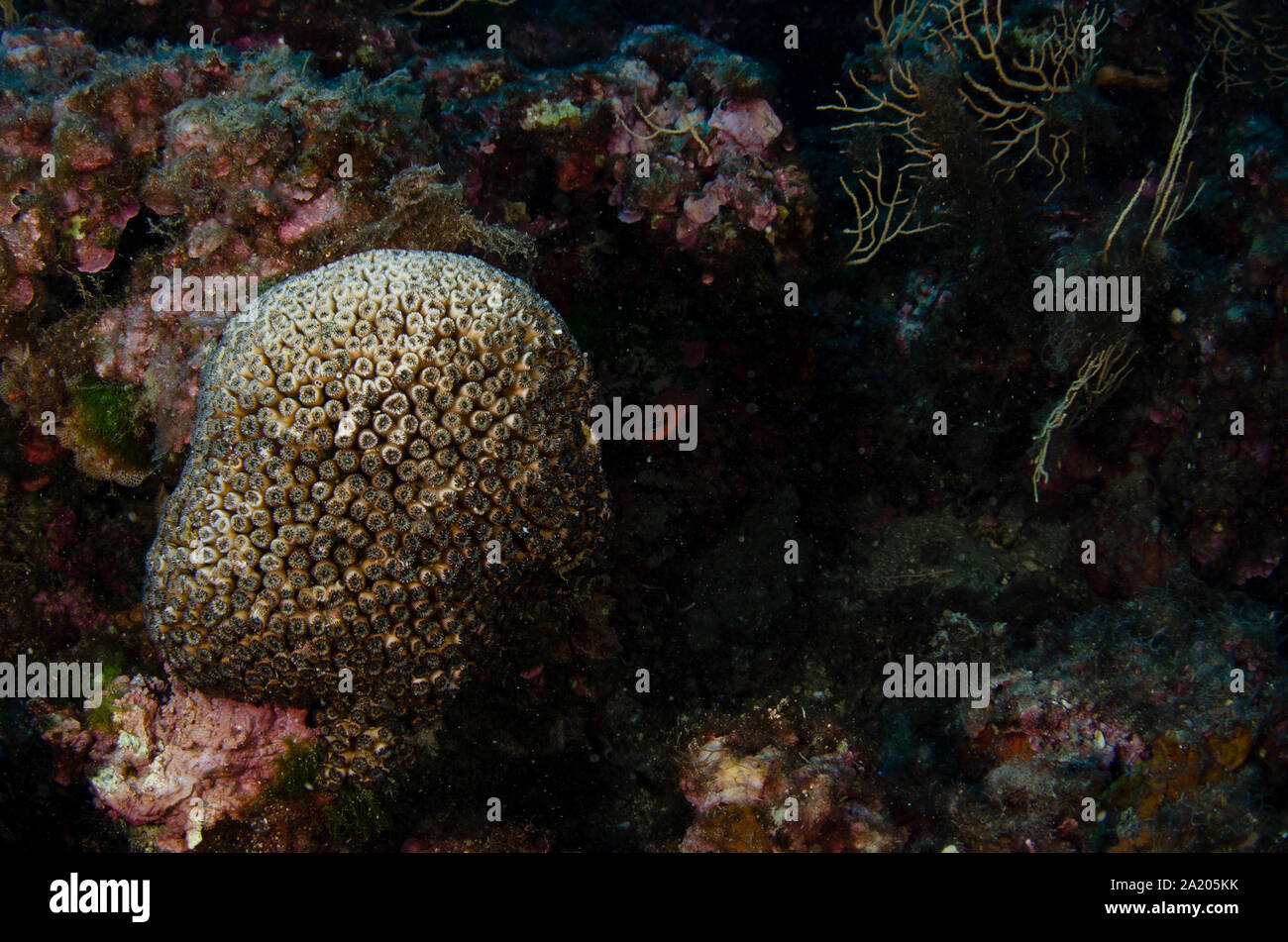 Cuscino mediterraneo corallo, Cladocora caespidosa, Faviidae, Tor Paterno Area Marina Protetta, Roma, Lazio, l'Italia, Mare Mediterraneo Foto Stock