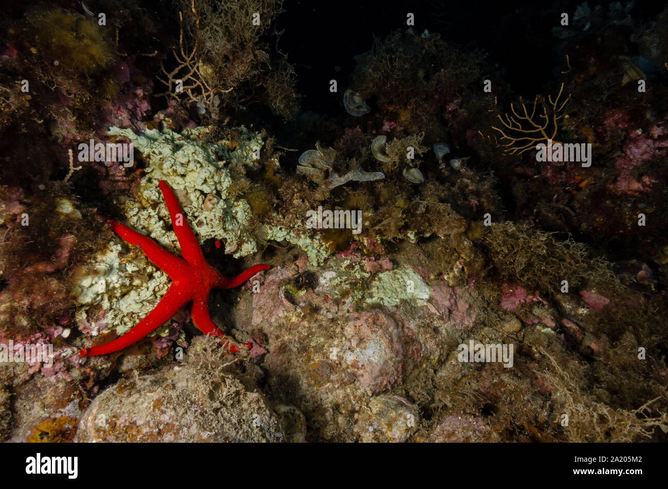 Starfish liscia, Hacelia attenuata, Ophidiasteridae, Tor Paterno Area Marina Protetta, Roma, Lazio, l'Italia, Mare Mediterraneo Foto Stock