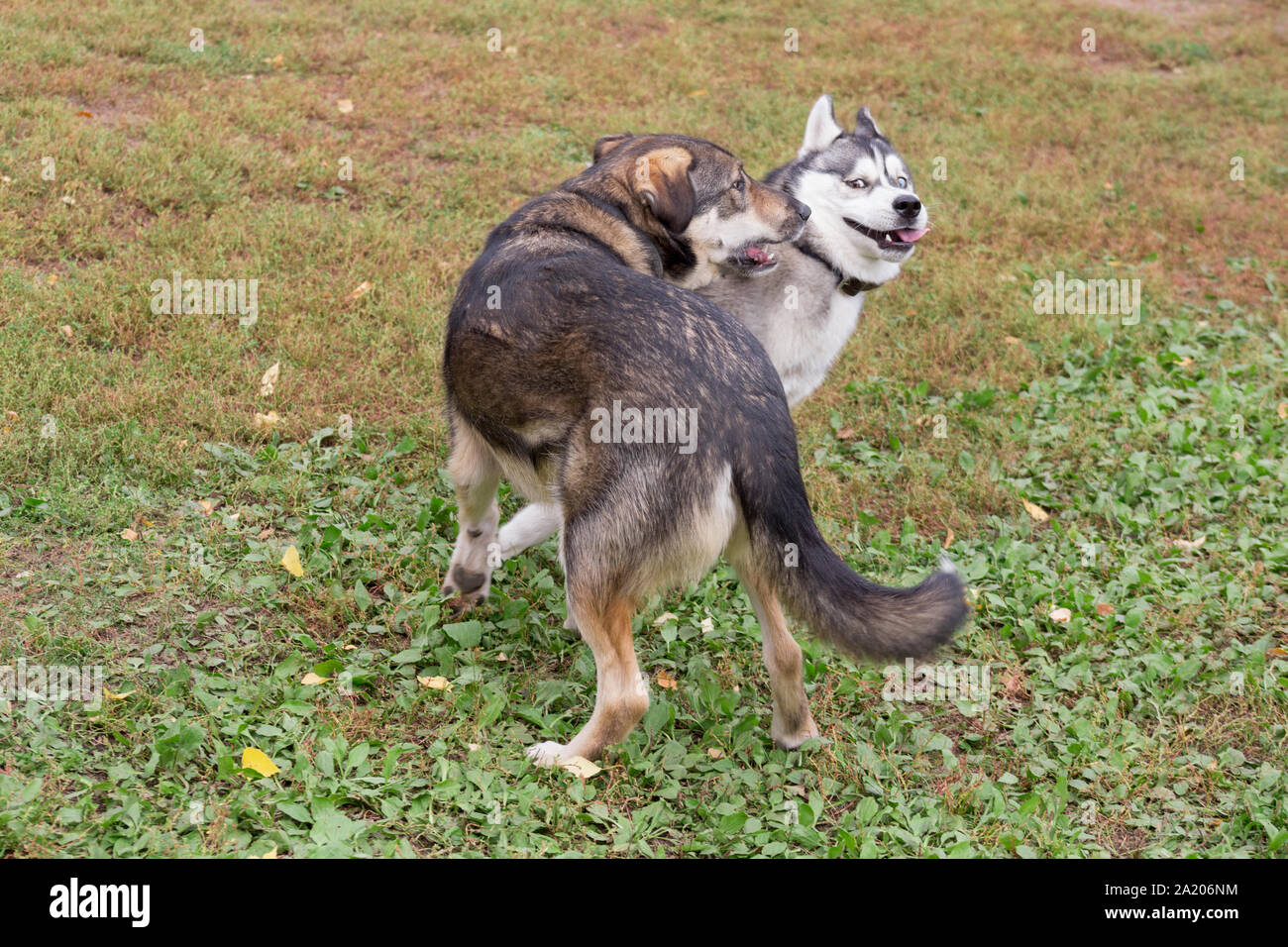 Carino siberian husky e multibred cane sta giocando nel parco d'autunno. Stagioni dell'anno. Foto Stock