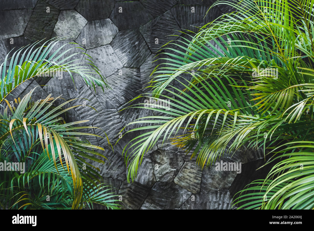 Grigio scuro in calcestruzzo parete in pietra con sfondo verde tropicale di foglie di palma. Jungle texture con spazio vuoto Foto Stock