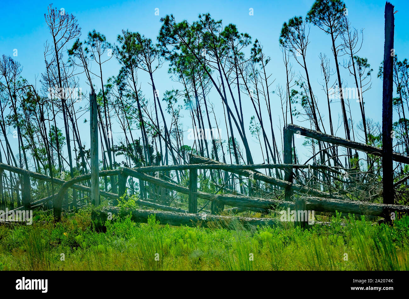 Alberi di pino sono scattati in posizione di metà o inclinazione come risultato della distruzione causata da 2018's uragano Michael, Sett. 24, 2019, in Messico Beach, Florida. Foto Stock