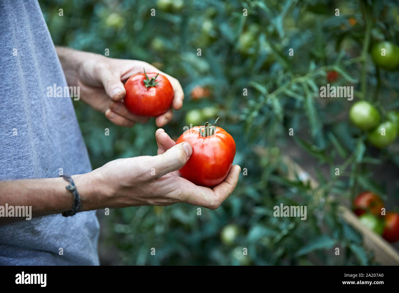 L'agricoltore è raccolta in rosso i pomodori maturi nella sua serra. Agricoltura naturale e mangiare sano concetto Foto Stock