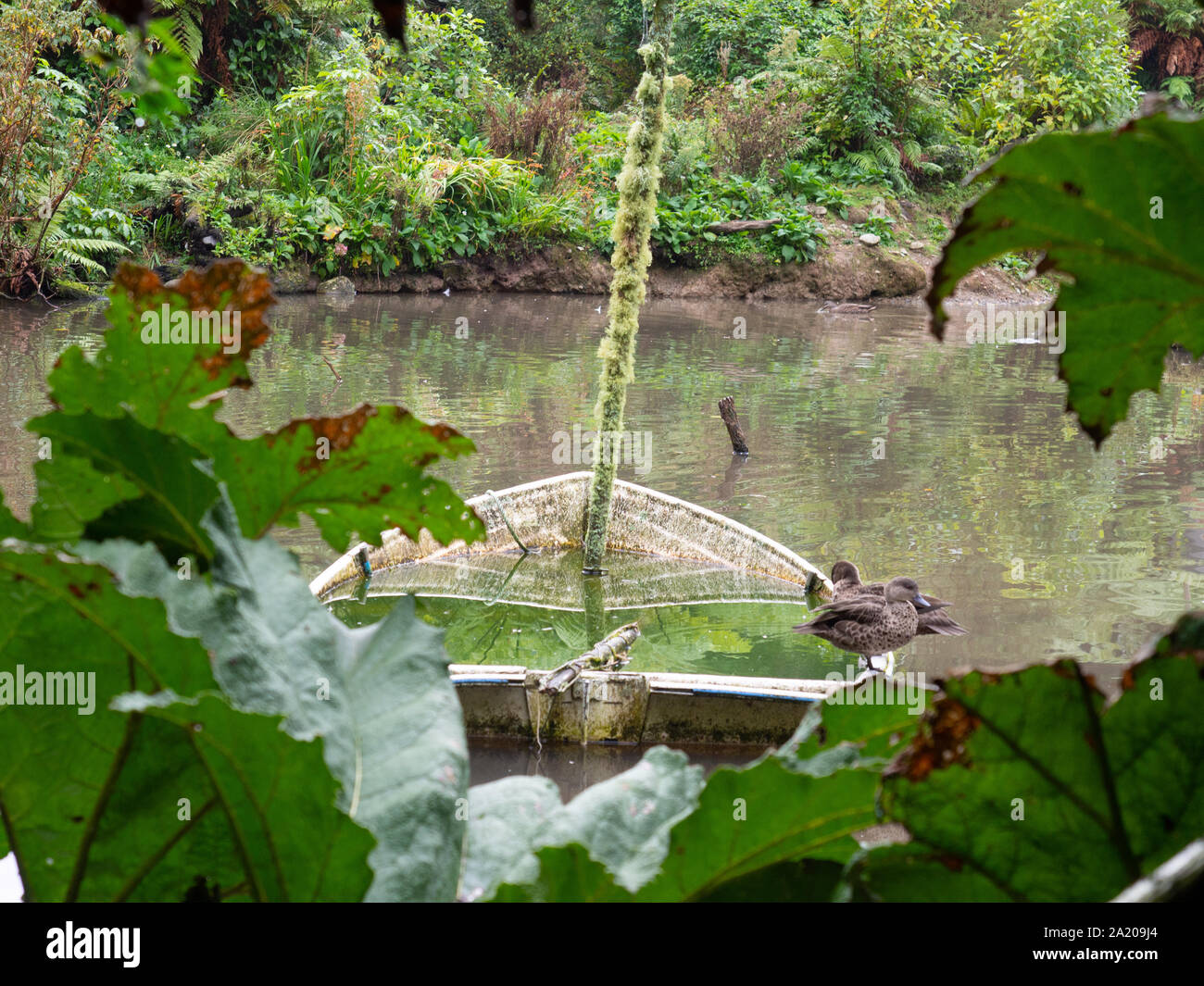 Anatre su una barca sommersa in un stagno Foto Stock