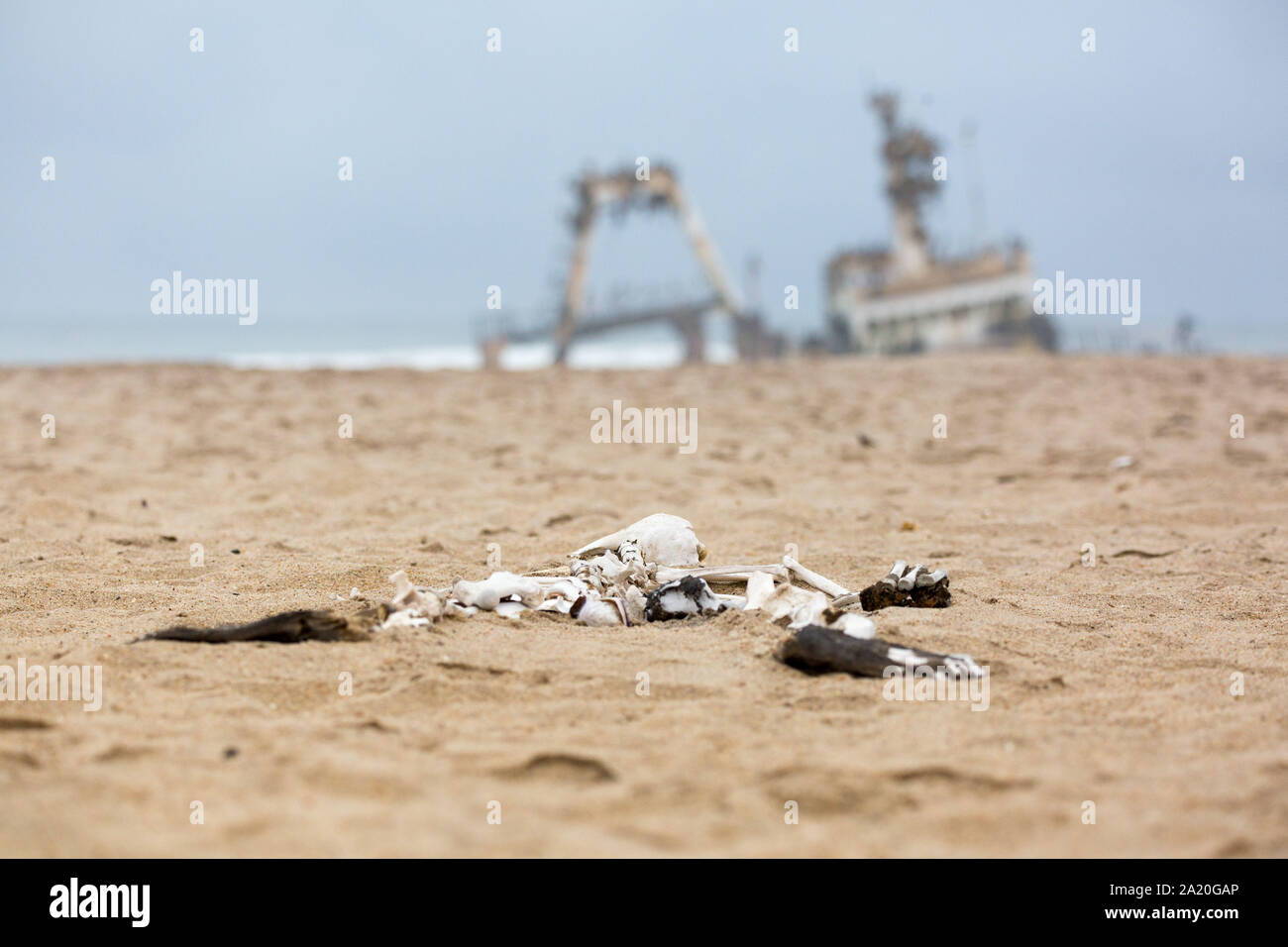 Lo scheletro di un leone di mare nella sabbia di fronte a una nave relitto, Skeleton Coast, Namibia, Africa Foto Stock