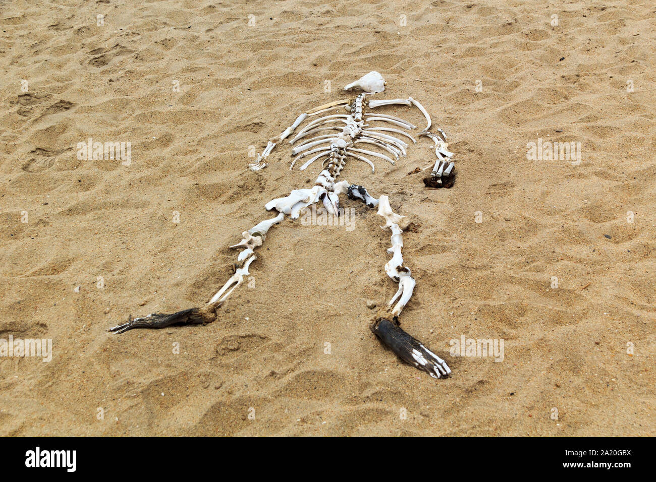 Lo scheletro di un leone di mare nella sabbia, Skeleton Coast, Namibia, Africa Foto Stock