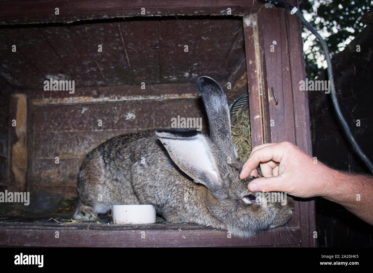 Un mans corsa a mano il domestico Gigante fiammingo coniglio, la lettiera di paglia nel hutch, accarezzare, coccole, il 21 agosto 2019. (CTK foto/Libor Sojka) Foto Stock