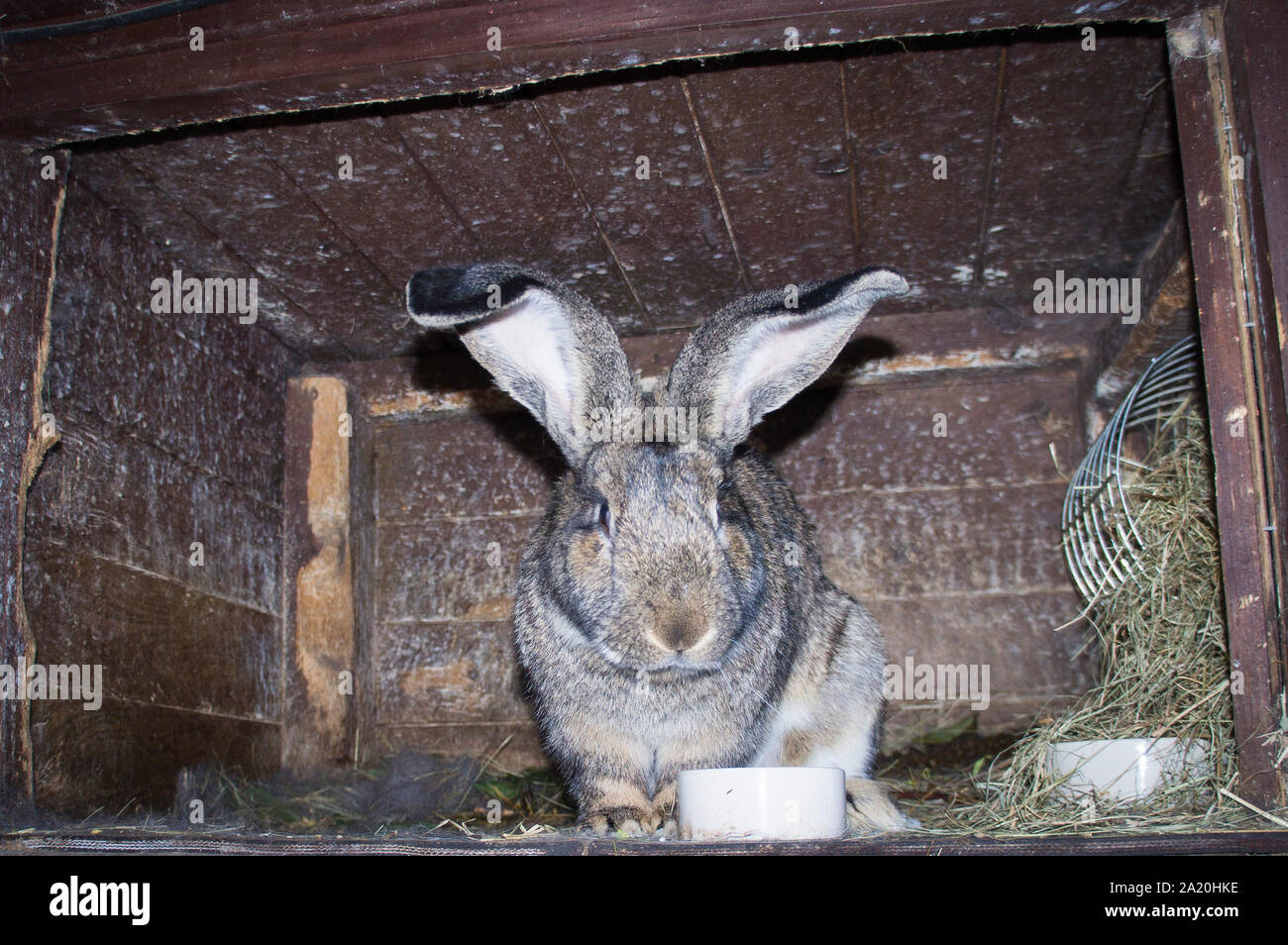 Domestico Gigante fiammingo coniglio, la lettiera di paglia nel hutch, il 21 agosto 2019. (CTK foto/Libor Sojka) Foto Stock