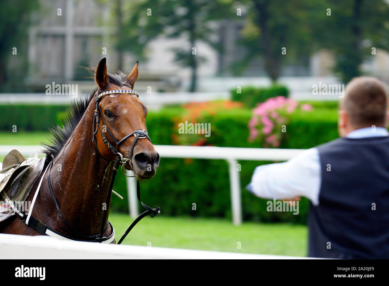 Un cavallo guardando un uomo all'ottantesimo Gran Premio di Merano, Italia 2019, close-up Foto Stock