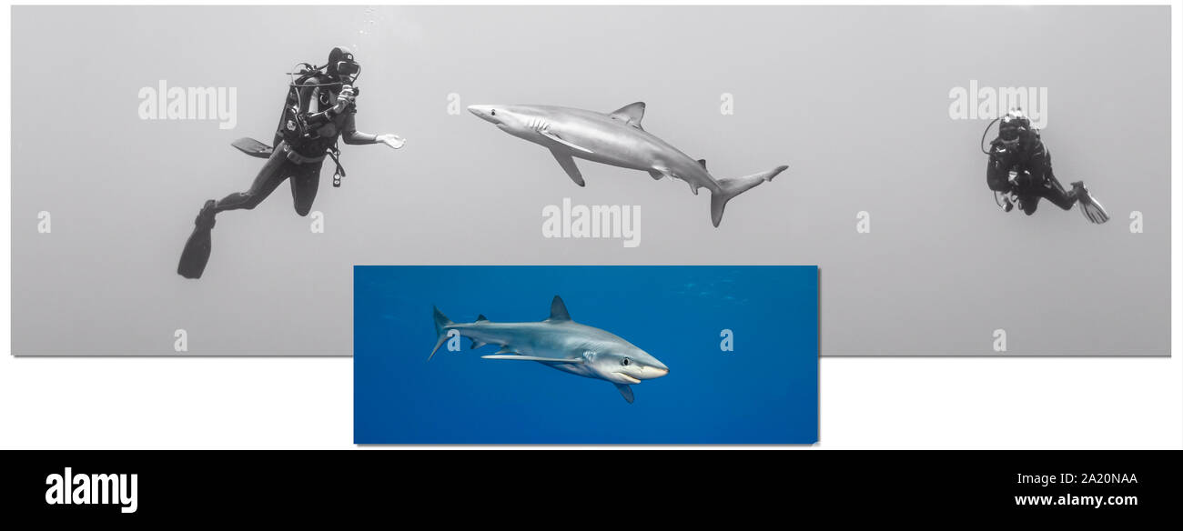 Blue Shark-Requin bleu (Prionace glauca), isola Pico, arcipelago delle Azzorre. Foto Stock