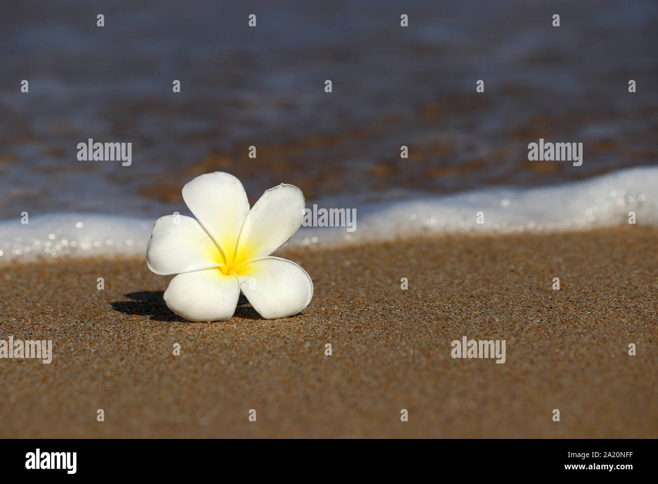 Plumeria fiore su una spiaggia di sabbia della spiaggia contro il rotolamento onde del mare. Concetto di una vacanza romantica e di viaggio, sfondo tropicale Foto Stock