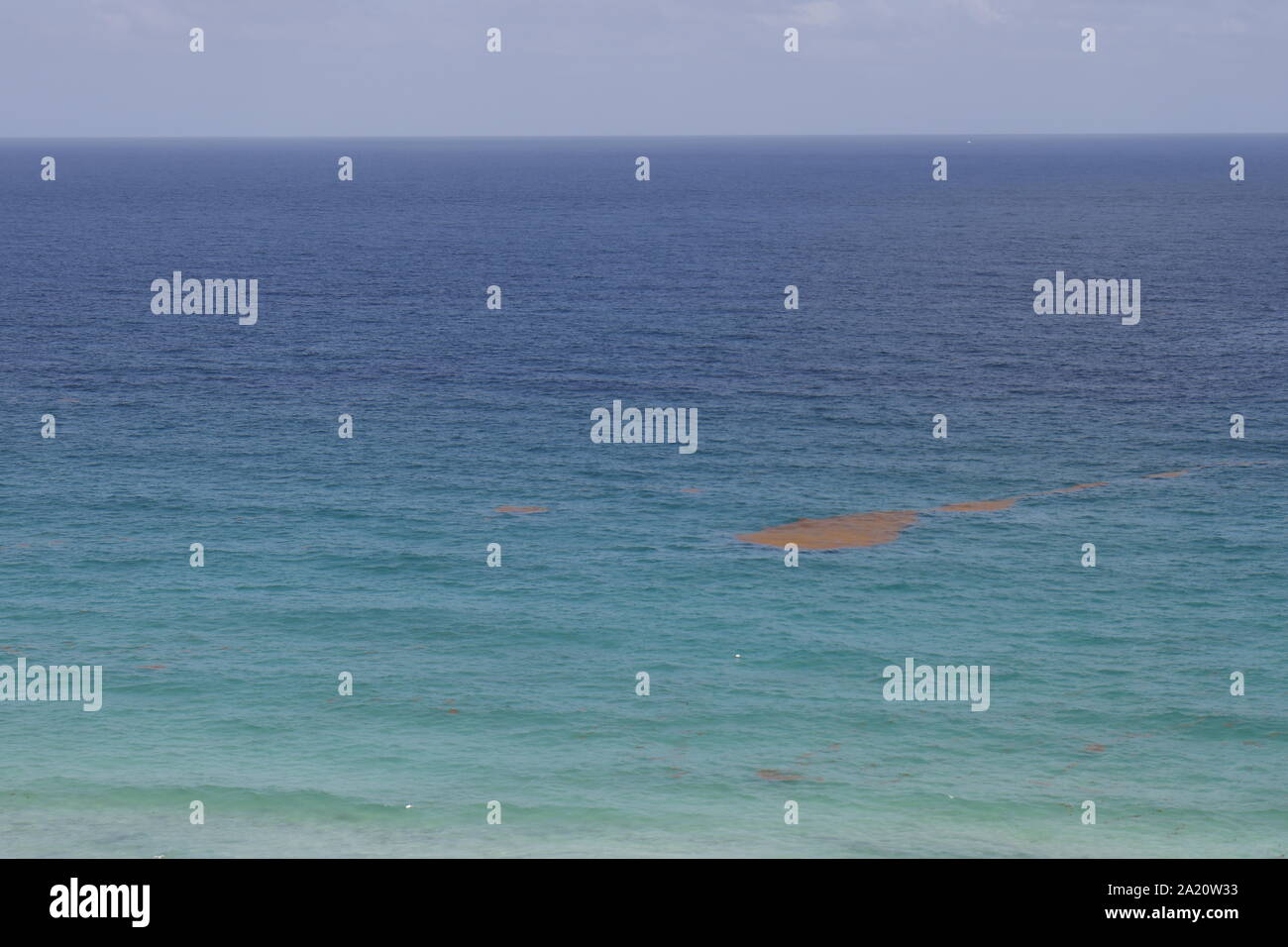 Tappeto di free floating alghe o alghe chiamato sargassum nell'oceano dei Caraibi vicino a Tulum e playa del carmen. Foto Stock