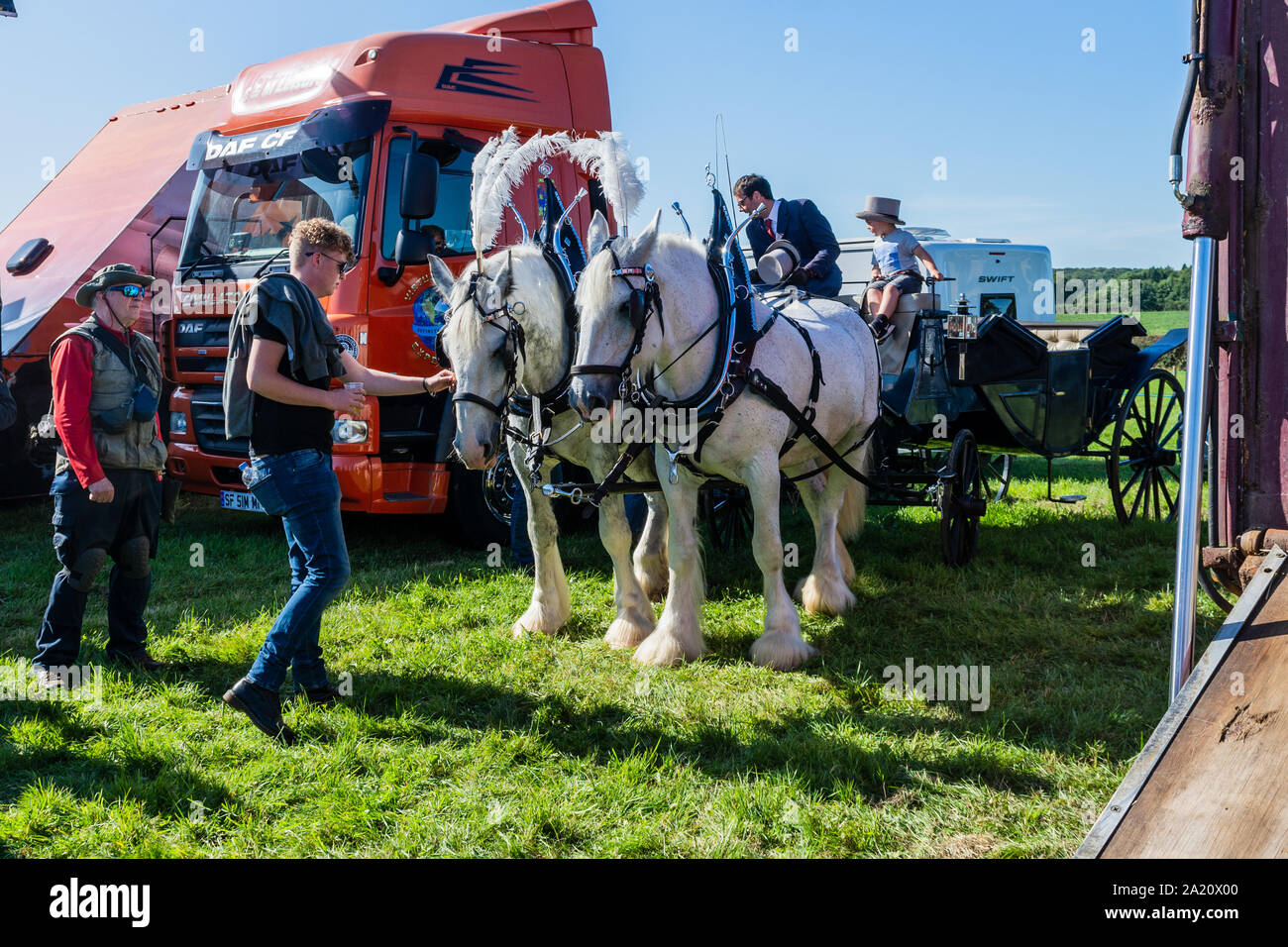 Una coppia di grigio shire cavalli sfruttata per un matrimonio carrello preparando ad entrare in un anello di visualizzazione al 2019 Frome Cheese show Foto Stock