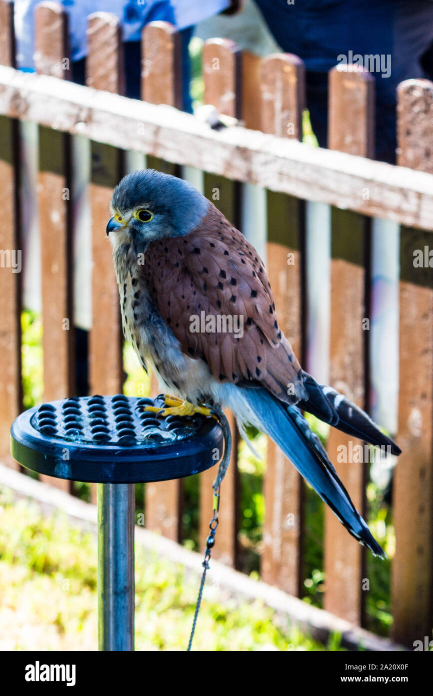 Un comune maschio gheppio (Falco tinnunculus) appollaiato su un supporto in un'area di visualizzazione tra flying visualizza a 2019 Frome Cheese show Foto Stock