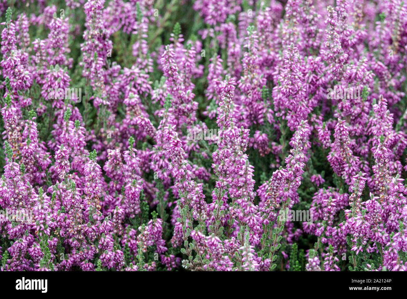 Rosa Calluna vulgaris "Grijsje' heather Foto Stock