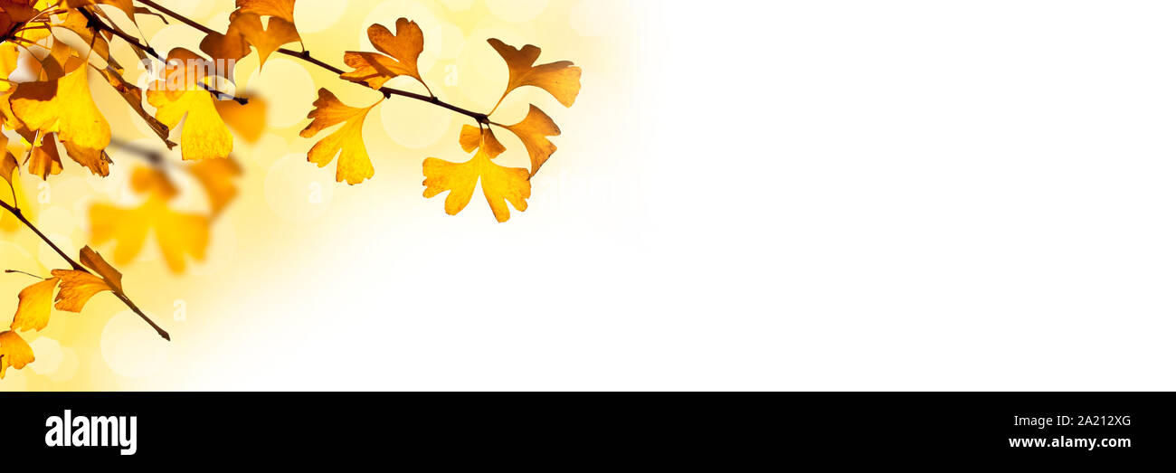 Sfondo autunnale con foglie di ginkgo biloba bianco su sfondo panoramico Foto Stock