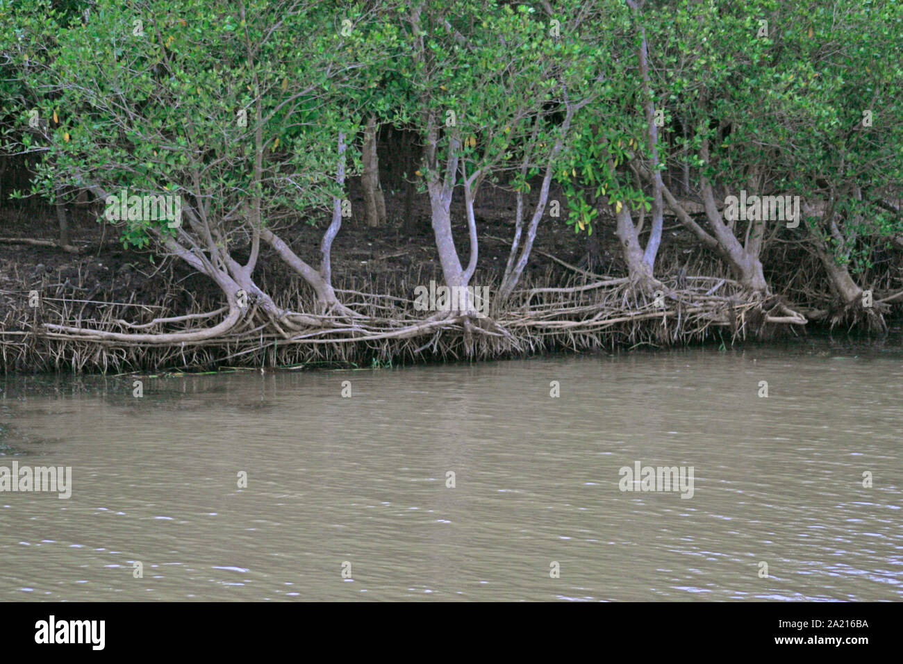 Alberi di mangrovie su St Lucia Estuary edge, Umkhanyakude distretto comune; KwaZulu Natal, Sud Africa. Foto Stock