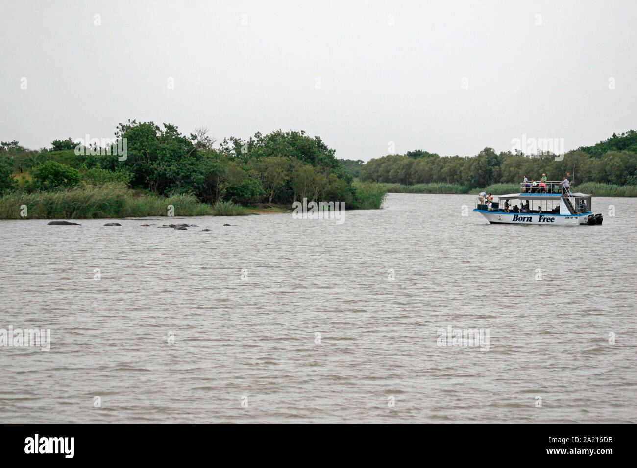 La nato libero tour in barca a St Lucia Estuary, Umkhanyakude distretto comune; KwaZulu Natal, Sud Africa. Foto Stock