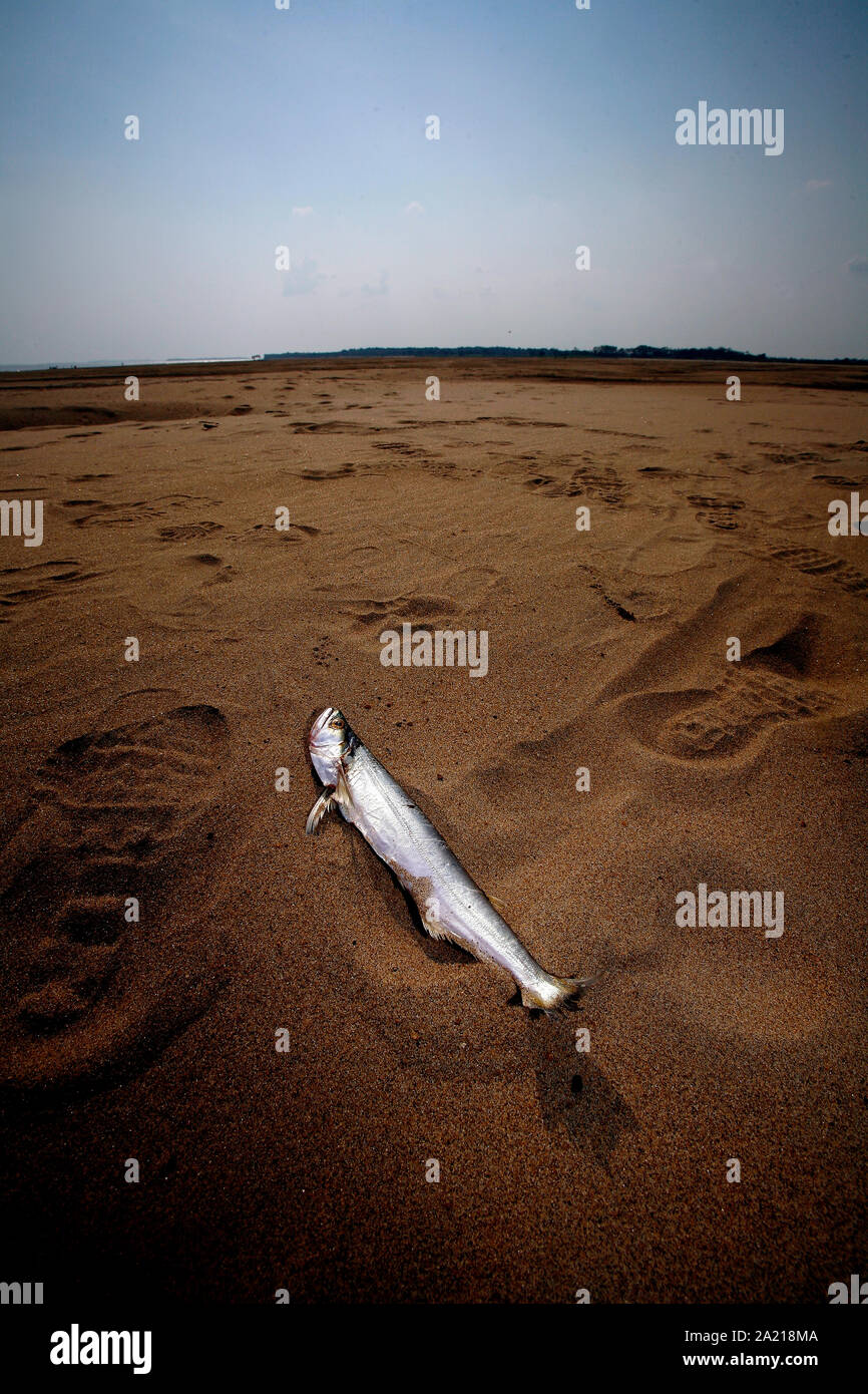 Manaus, Amazonas, BRA, 30 settembre 2007: Un pesce morto si trova asciutto sulla riva di sabbia che è apparso dopo la siccità nel 2005 nel fiume Rio Solimoes. I residenti lungo il fiume Amazonas stanno raccontando la siccità del 2005 e sono preoccupati per i cambiamenti climatici che rendono la siccità e il calore più frequenti. Foto Stock