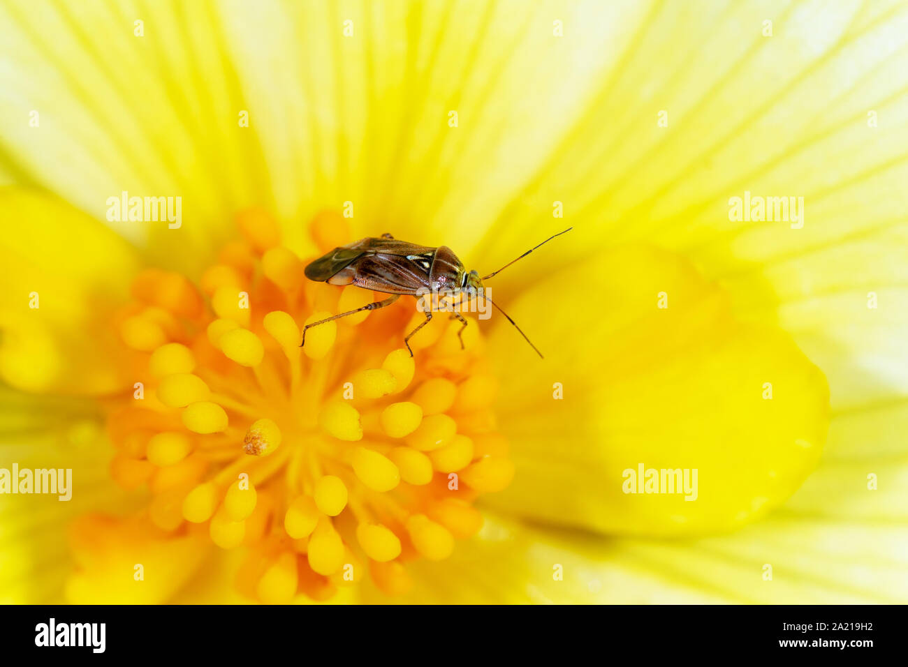 Foresta skunk bug sul fiore giallo close-up con profondità di campo Foto Stock