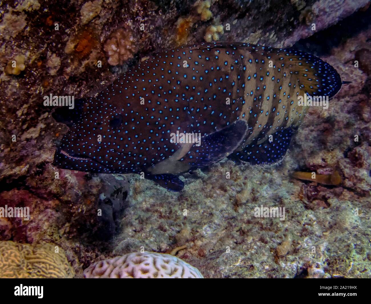 Peacock raggruppatore (Cephalopholis argus) Foto Stock