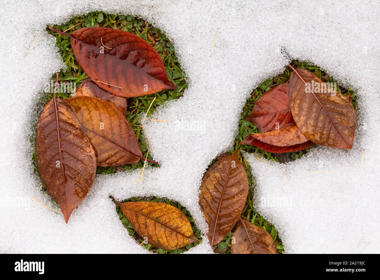 Foglie di autunno su erba verde nella neve di fusione Foto Stock