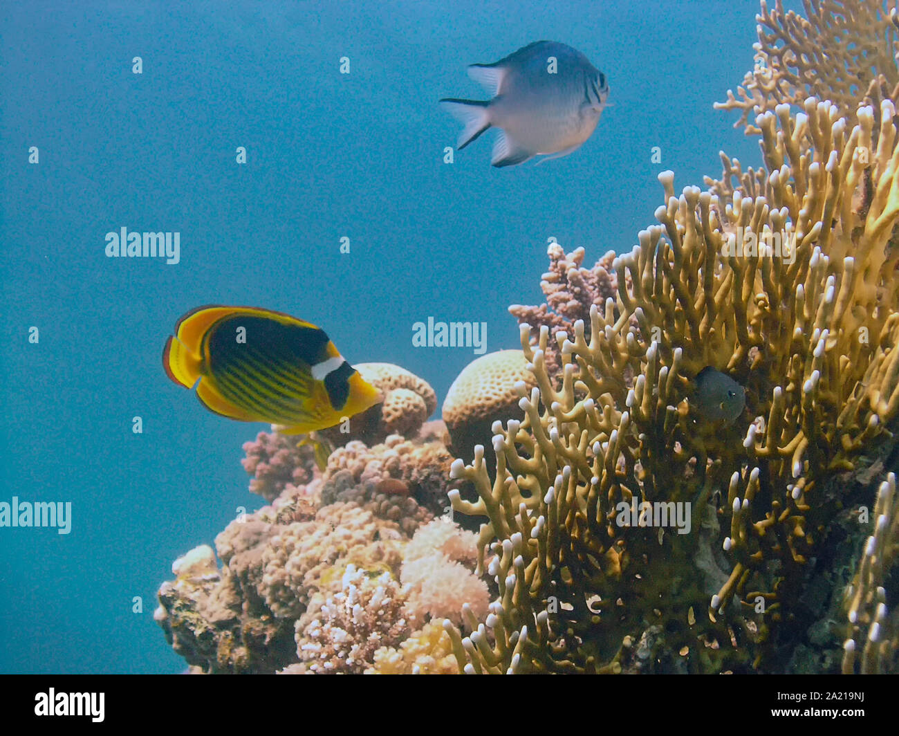 Racoon Butterflyfish (Chaetodon lunula) Foto Stock