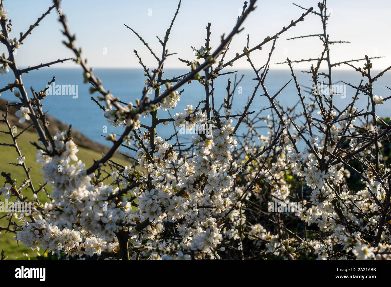 Prugnolo fiorisce in primavera Foto Stock