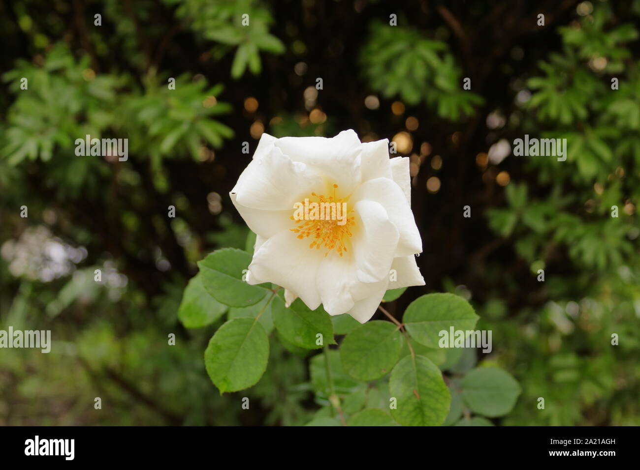 Fiore bianco closeup shot in un giardino in Sikkim ,India Foto Stock