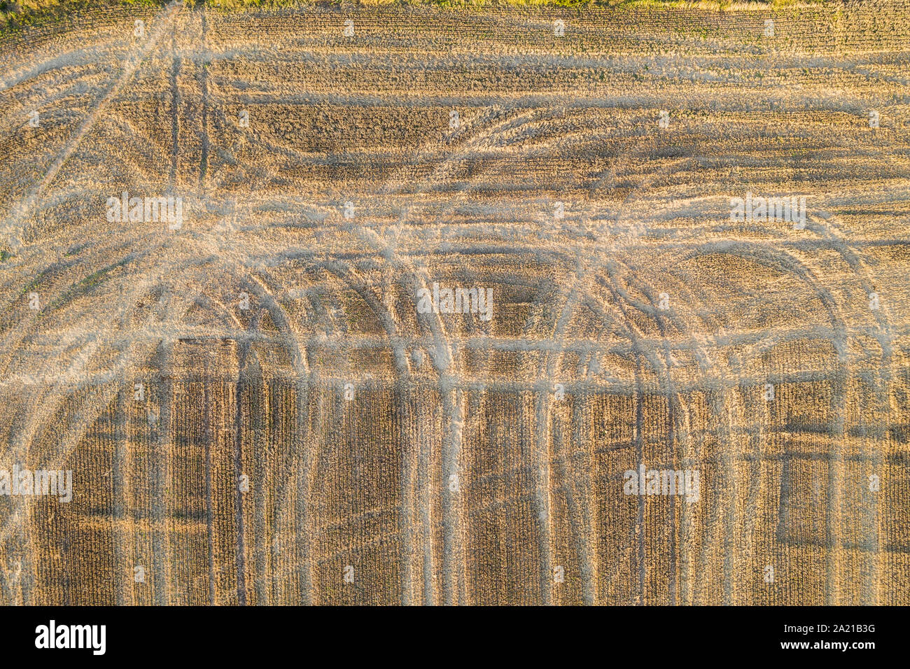 Vista aerea guardare direttamente verso il basso su un frshly raccolte campo di mais Foto Stock