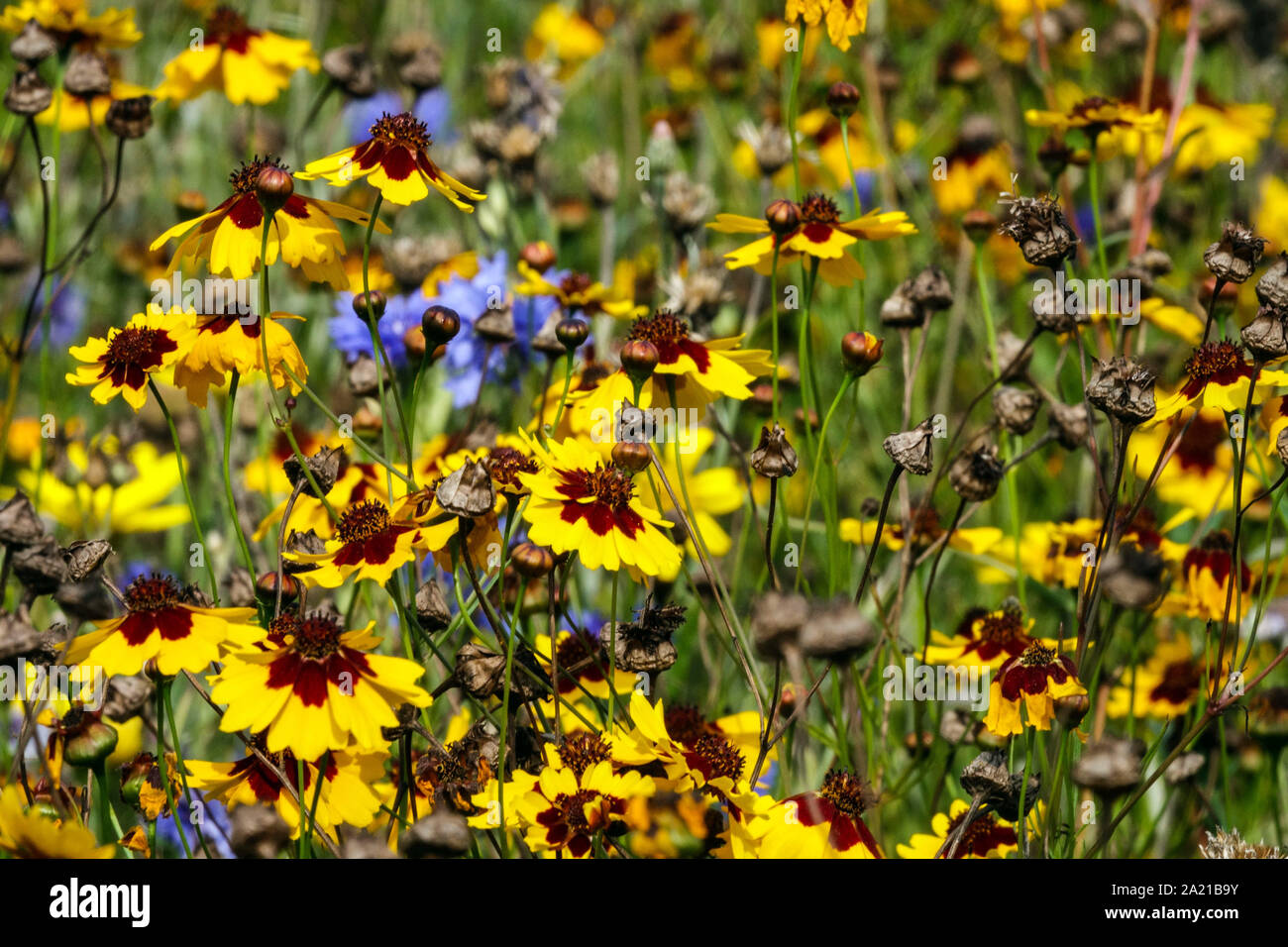 Le pianure Coreopsis tinctoria Foto Stock