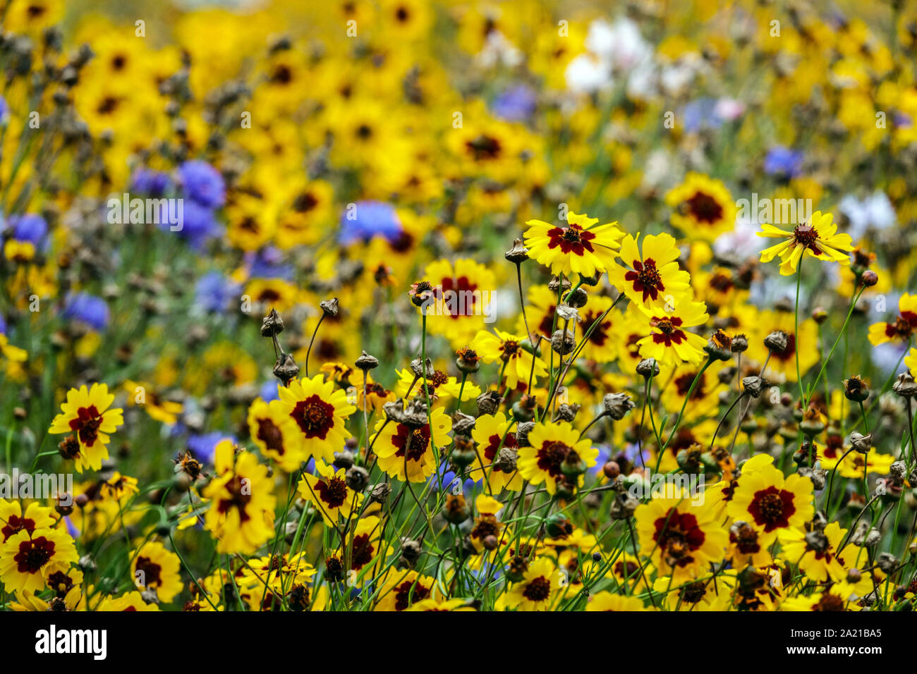 Le pianure Coreopsis tinctoria Foto Stock