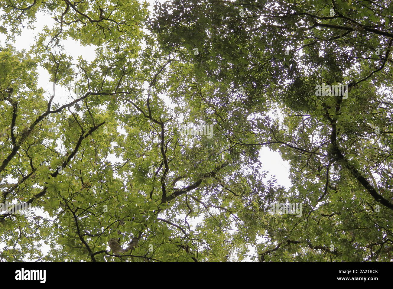 Sotto l'ombra di alberi lunghi con ramificazioni in luogo tropicale in India Foto Stock