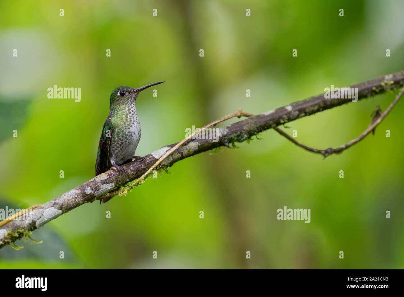 Molte macchie Hummingbird - Leucippus hypostictus, verde spotted hummingbird dalle pendici andine del Sud America, Wild Sumaco, Ecuador. Foto Stock