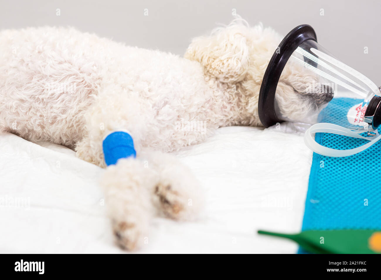 Preoxygenation in un sedati barboncino bianco con una maschera prima di intubazione . Foto Stock