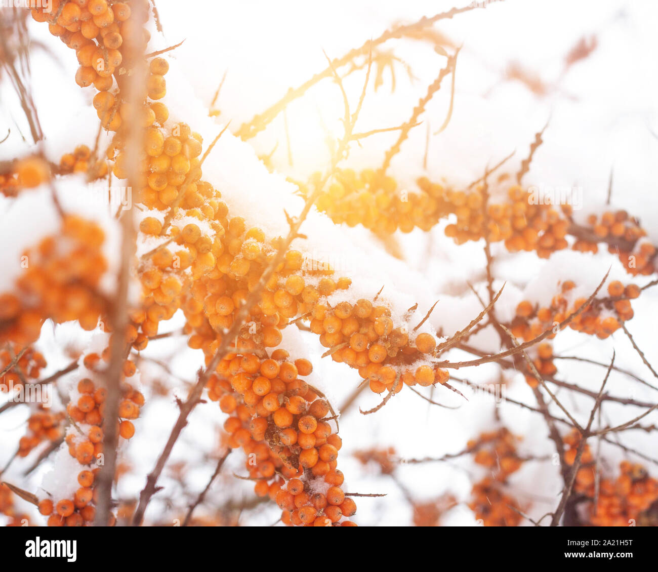 Orange succose Bacche Hippophae. Stagione invernale, il sonno e sun, sfondo, frosty Foto Stock