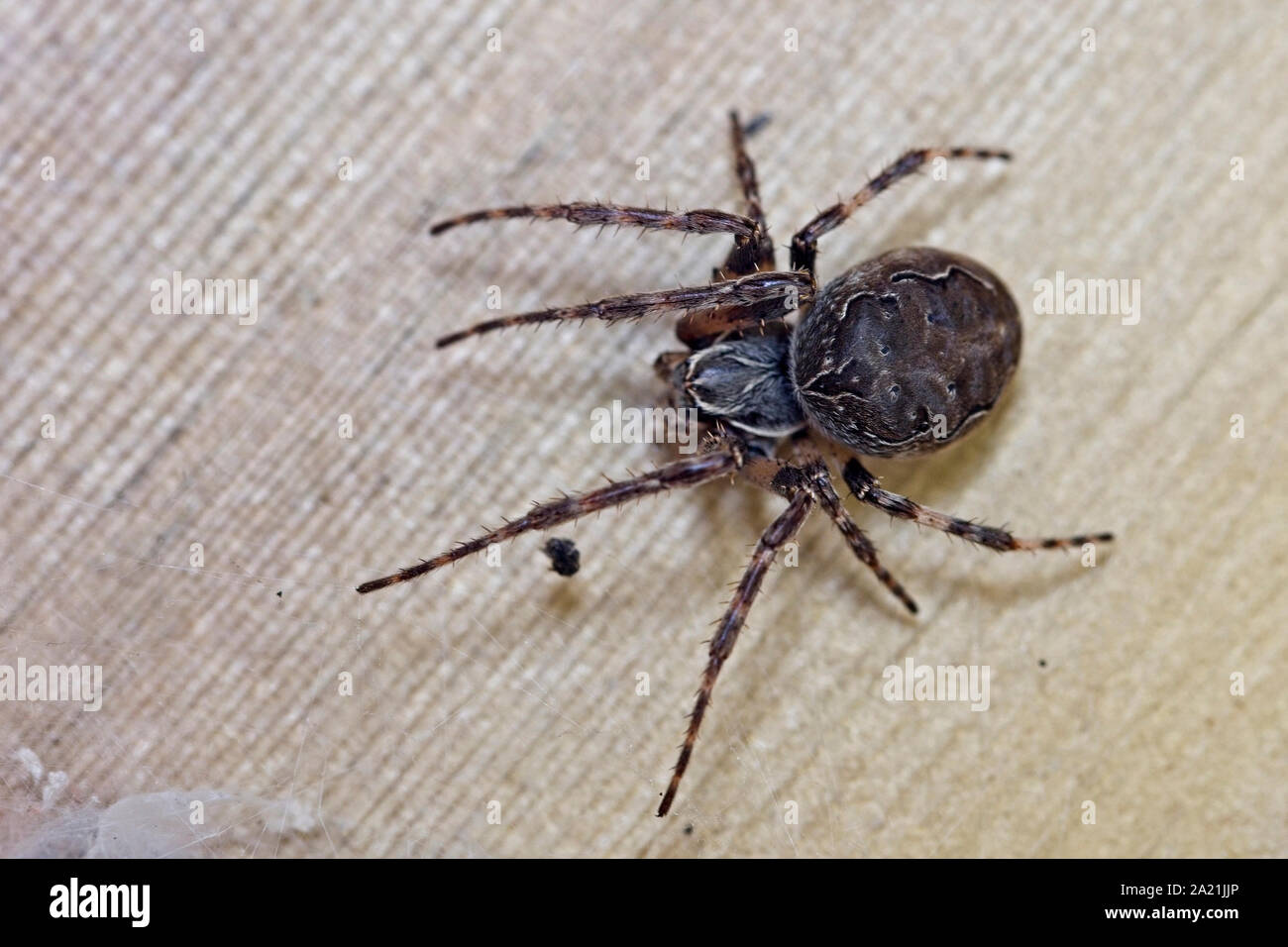 Spider, Rutland acqua, Leicestershire, Inghilterra, Regno Unito. Foto Stock