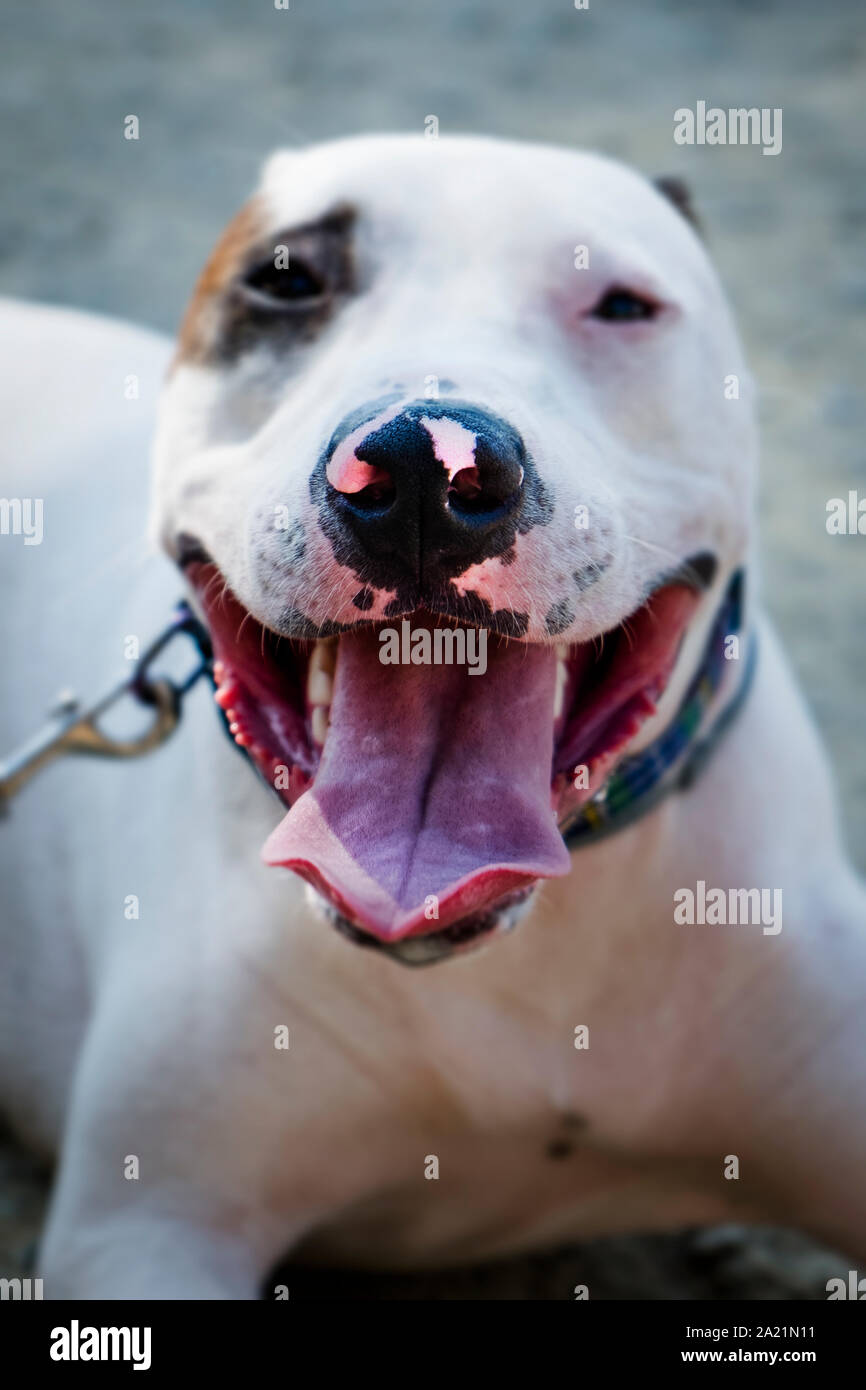 Primo piano di un maschio di mongrel dog mix di Bull Terrier, Pit Bull e American Staffordshire Terrier giacente a terra Foto Stock