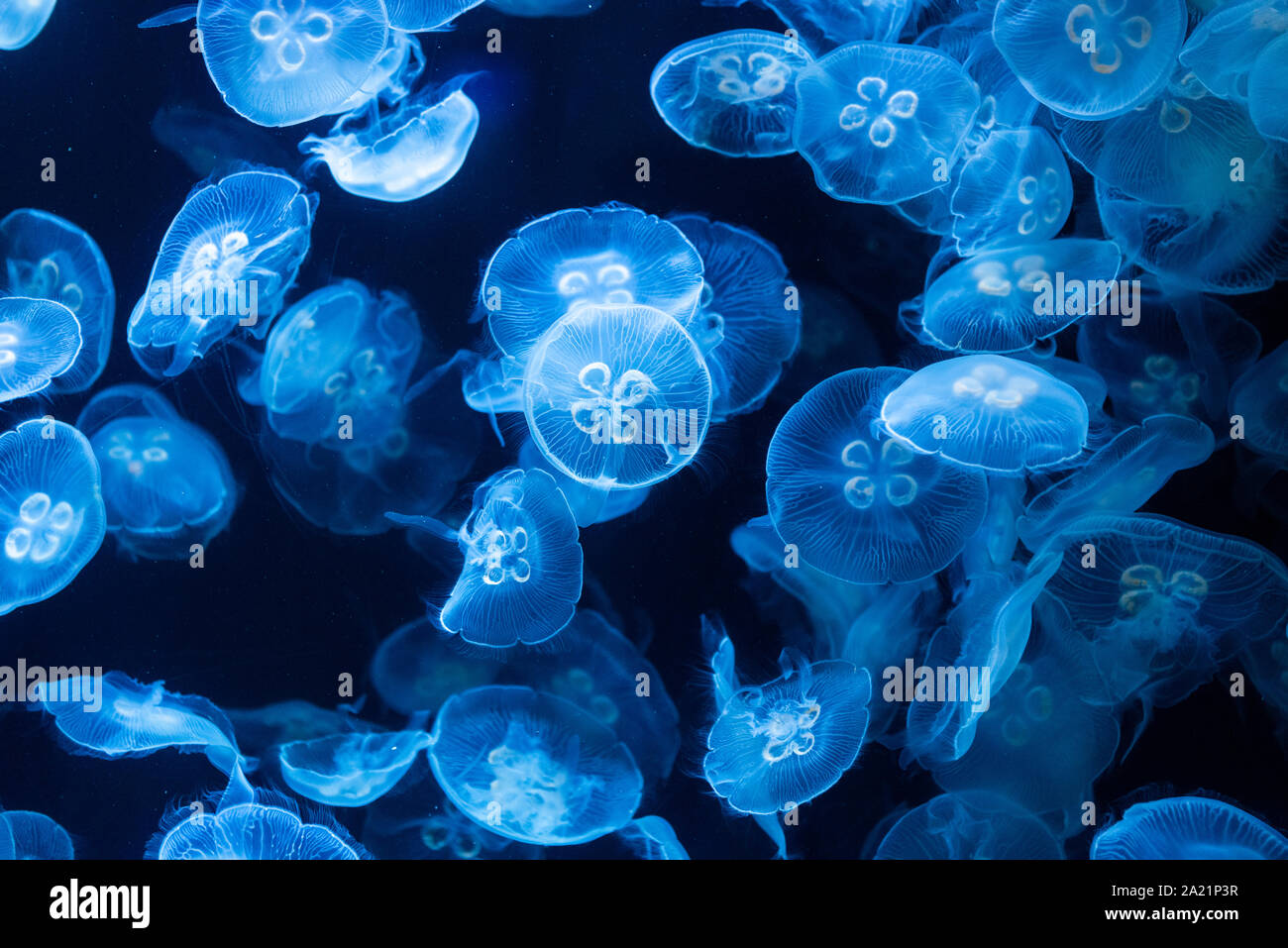 Meduse in acquario illuminato da luce blu Foto Stock
