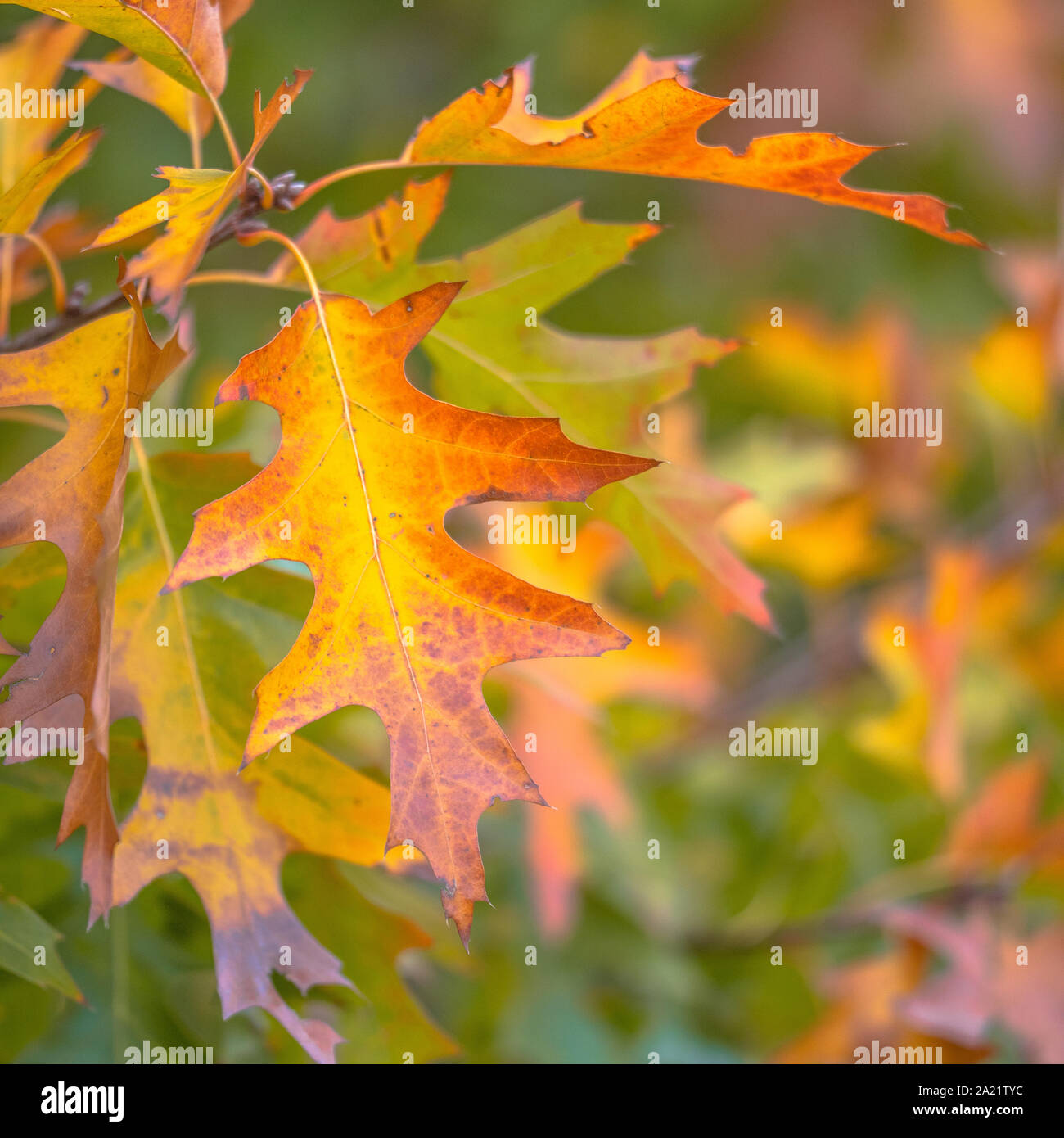 Luminosa verde, marrone, rosso e arancio color rovere americano (Quercus rubra) lascia nella stagione autunnale Foto Stock